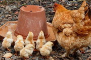 研究室で作られた鶏肉がシンガポールで承認される…「ゾンビの黙示録が始まる…」「薬漬けにされた鶏肉を食べるよりは良さそうwww」海外の反応