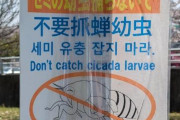 外国人「日本で夜に中国人が木の周りを探し回っているのはなぜなんだ？公園に中国人がたくさんいるのだが？」