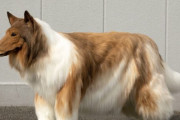 海外「マジで犬になったの？！」犬になった日本人に海外困惑（海外の反応）