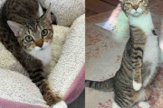 【海外】車の中で見つかった子猫が諦めずに乗り越えた！幸せな「カンガルーキャット」の物語