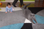 ブリティッシュショートヘアと赤ちゃんが一緒に遊ぶ様子が、赤ちゃんにハンティングを指導する猫先生みたいで面白い