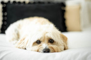 日本の「眠さ限界な犬」が可愛すぎたｗｗｗ【タイ人の反応】