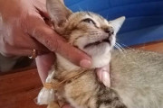 刑務所に麻薬を運び入れたネコさん、捕まるも脱獄に成功ｗｗｗｗｗｗ