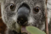 【海外】「シドニー・タロンガ動物園が挑む！コアラとカモノハシの大規模再野生化プロジェクト」