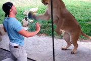 ガラス一枚隔てたライオンコーナーでライオンと遊ぼうと試みる男性