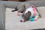 【海外】「森で見つけた捨て犬、心優しい新しい飼い主に出会う – 愛犬を失った家族の物語」