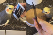 オカメインコが自分の写真にだけ良い反応を見せる強気さが可笑しい