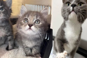 【海外】猫を迎え入れた結果、3つの命を救った! 勇気ある子猫の感動ストーリー