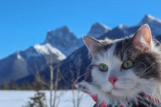 雪山王に俺はなる！事故で負った足の負傷を克服し、壮大で過酷な大自然、ロッキー山脈を庭のように歩き回る猫