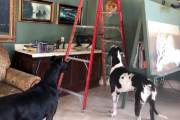 アトリエを高所から見渡してご満悦の猫ちゃん、下りるのに苦心して同居犬にも飼い主さんにも見物されてしまう