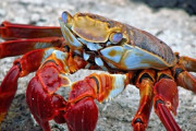 美味しそう♪シンガポールの新鮮なペッパークラブ「即殺！」「カニを食べるのは大好き」海外の反応