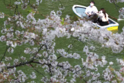 海外「日本の京都の桜が、過去1200年で最も早く満開を迎えたそうだ」世界中から、早すぎる春現象の報告が