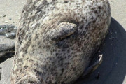 外国人「妊娠した動物が可愛すぎるのでまた見せていく！」