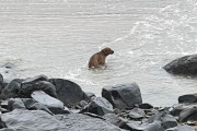 【海外】「海辺に置き去りにされた犬、数週間も水中で家族を探し続ける！」