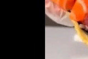 ブラジル「おい、日本とイタリア」←「外交問題だ」「混乱している」（海外の反応）