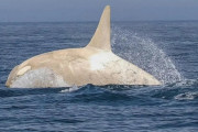 【海外】「新たなポケモン？」北海道で撮影された白シャチが神秘的すぎると話題に