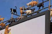 こういうのが見たかった！たくさんの猫たちが集まっている猫用おやつの看板