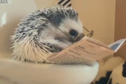 海外「この姿はマジで可愛らしいなw」日本のモフモフ動物のとあるビックリするほど知的で頭の良さそうな姿が面白いと話題に