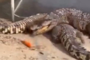 ワニ「魚食べたい！え?!ちょっと待って…」食事を邪魔されるワニが可哀そう