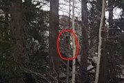 【海外】カリフォルニア・カヨテリッジで目撃された!? 実際のビッグフット映像が流出！興味津々の目撃談とは？