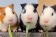 「草だーいすき！」草を食べる3匹のモルモットが可愛い
