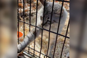 【海外】「迷子の猫が母親の声を聞いて、思わず電話に手を伸ばす瞬間」