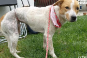 虐待され尻尾を振れなくなってしまった子犬を保護…そして約2ヶ月後、心を開いた子犬の尻尾が…？！