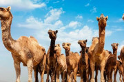世界最大の「ラクダの病院」がサウジアラビアで開業！ 4千頭のラクダを同時収容可能！！
