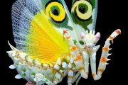 外国人「華やかで面白い世界のカマキリの写真を見せていく！」