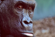 海外「上野動物園はマジ勘弁…」動物愛護意識低い日本の実態に外国人落胆