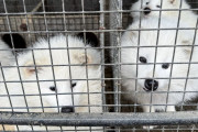 【海外の反応】中国の一部の毛皮農場で動物から人間への病気が発生する危険性が高い　海外の反応「この凶悪な業界を禁止すべき、いずれまた同じことが起きる」
