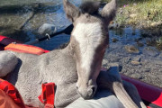 【海外】カヌーで救出された子馬、母馬のもとへ川を下る冒険！