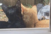 「お家に入れて欲しいな〜」野良猫カップルが心休まるお家を求めていた理由とは？