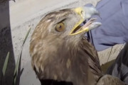 井戸に取り残され衰弱していたワシの救出劇！