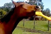 音のなるゴムのアヒルを、壊れそうなくらいに何度も振り回して遊ぶお馬さん