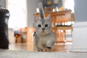 愛くるしいマンチカンなのに行動が犬みたい！ガルルと唸り、頂戴ポーズができて、呼ばれたらすぐさま駆け寄ってくる猫ちゃん