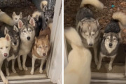 （名前呼ばれた～！）（次こそ私の番…）自分が呼ばれるのをきちんと待っている8匹のハスキーたちにほっこり