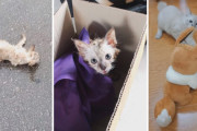 雨の中びしょ濡れで道に倒れていた子猫。救出されたその後の運命とは？