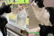 【海外】隣の庭に子猫を連れた母猫、信頼できる相手に息子を託す！