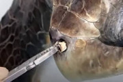 【血注意】鼻に棒のようなものが刺さっているウミガメ。レスキュー隊が抜いてみるとそれは…。