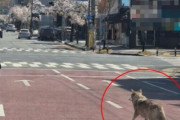 脱走オオカミを巡り「射殺か生捕りか」…韓国で責任論と批判が激突