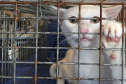 韓国人「やはり日本は先進国だ！」日本人ボランティアが野良猫3600匹を救出！→「韓国ならスープにし滋養したのに‥（ﾌﾞﾙﾌﾞﾙ」　韓国の反応