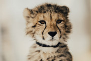 日本の「チーターの赤ちゃん」がシャーって威嚇すると生えたてのアレが見えて可愛い！【台湾人の反応】