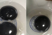卵黄が真っ黒！黒い卵を産んだガチョウに専門家も困惑