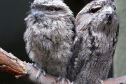 「これはガマグチヨタカという鳥が外敵から身を守るときの姿…」見た目を大きく変える
