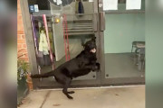 【海外】「世界一幸せな犬、出勤時の興奮が止まらない！その理由とは？」