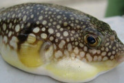 海外「日本に行ったらフグを食べた方がいい？」日本の名物海産物、フグに対する海外の反応