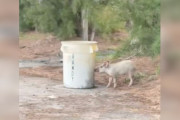 【海外】絶望的な子豚がゴミの近くで鼻を鳴らす！犬の散歩中に見つけた奇跡のストーリー