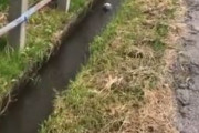 海外「日本は全ての生き物が賢いようだ」日本の側溝で見られたとある不思議な珍光景に外国人も思わず爆笑