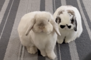 飼い主「エリちゃんおいで！！ご飯あるよ！」エリバニー「？？？」ボビーバニー「ワイがいくう！！」エリバニー「あーしもいくわ！」